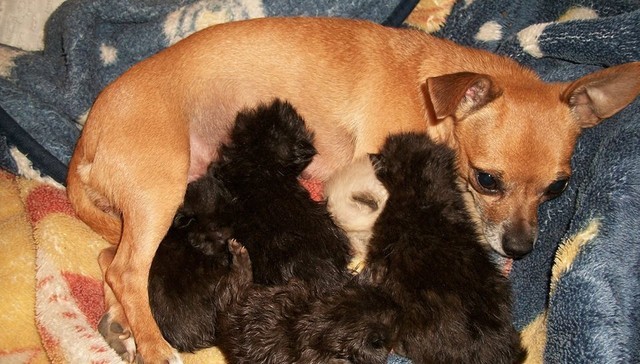 Chihuahua adotta 5 gattini perso suo cucciolo