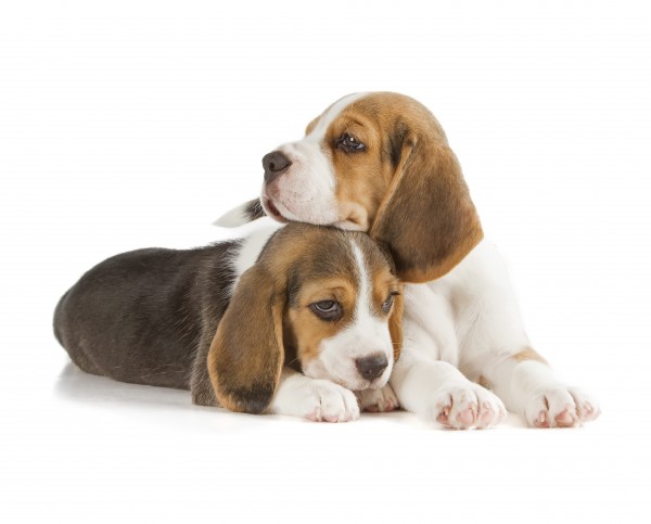 Super cani beagle creati Cina