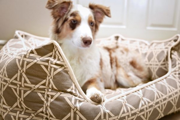 10 modi creare casa dog friendly