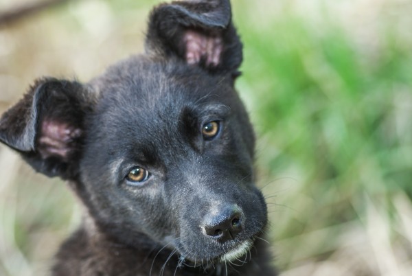 Cosa accade se parliamo al nostro cane