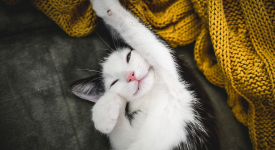 Migliori foto gatti felici ridono