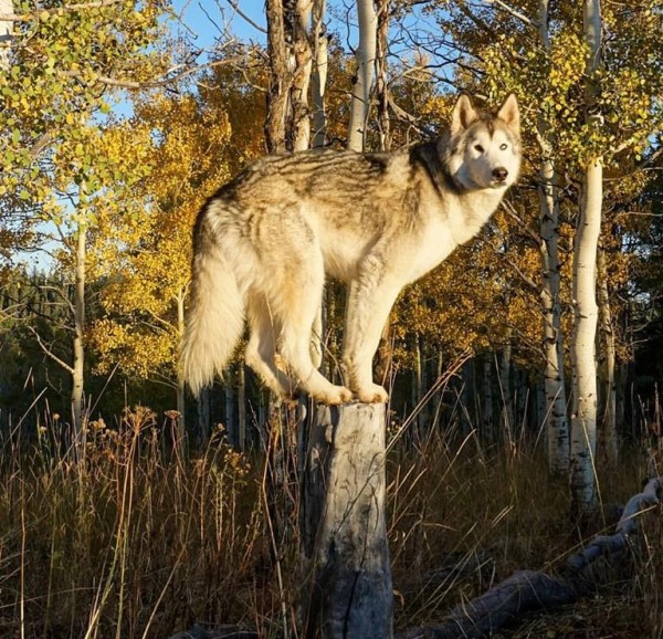 Emozionante fotostoria huskY Loki