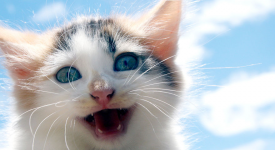 Migliori foto gatti felici ridono