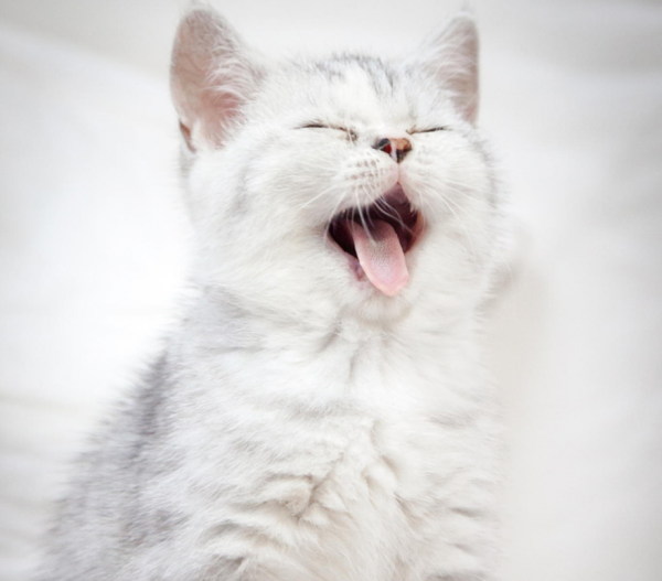 Migliori foto gatti felici ridono