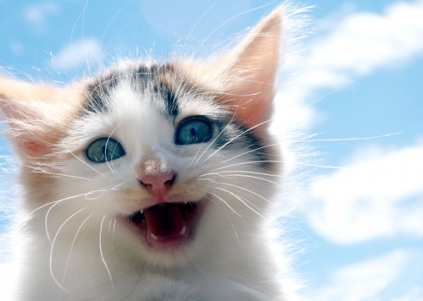 Migliori foto di gatti ridono