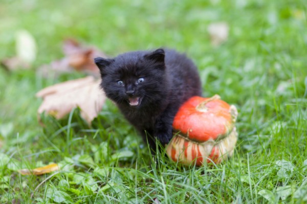 Gatti neri, pericolo Halloween