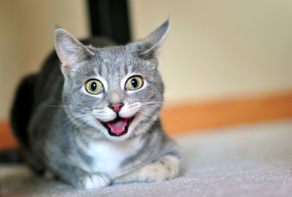 Migliori foto gatti felici che ridono