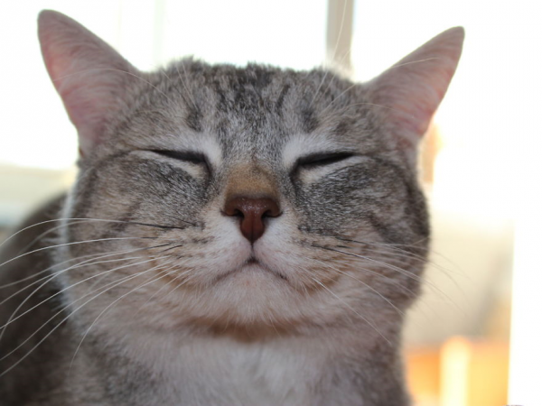 Migliori foto gatti felici ridono