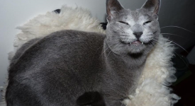 Migliori foto gatti felici ridono