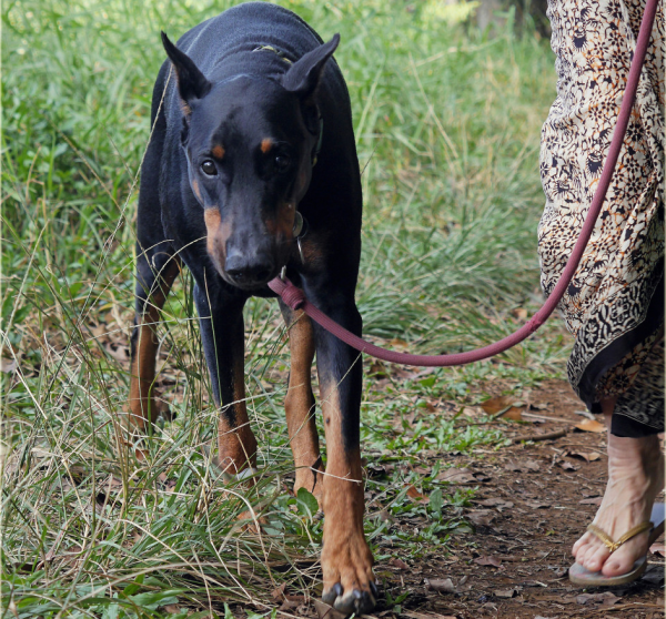 12 consigli evitare lotte cani