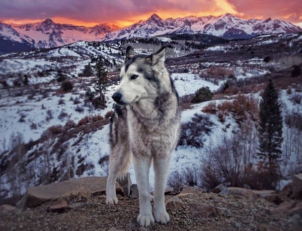 Emozionante fotostoria husky Loki