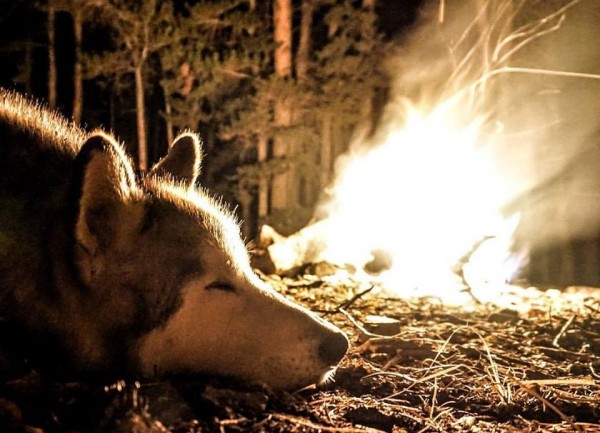 Emozionante fotostoria husky Loki