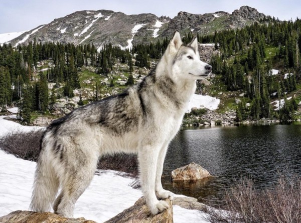 Emozionante fotostoria husky Loki