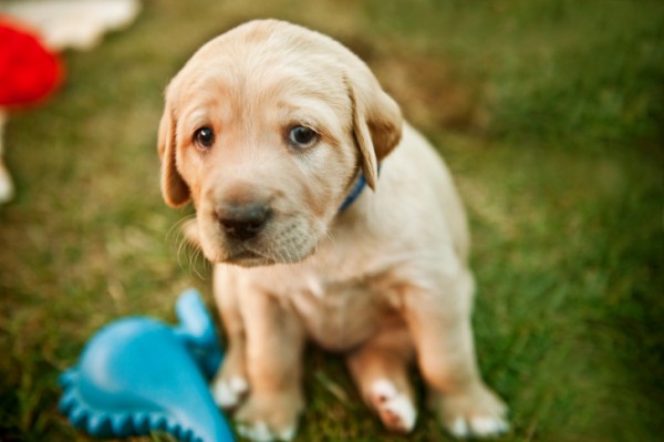 6 motivi per cui il cane piagnucola