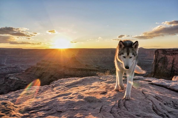 Emozionante fotostoria husky Loki