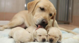 9 foto amore canino materno