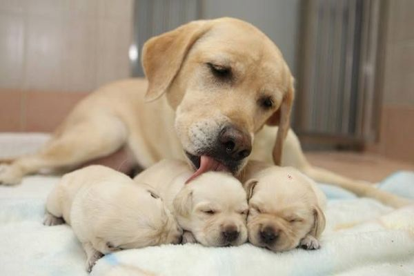 9 foto amore canino materno