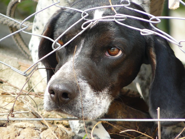 5 cose incredibili accadono adottando cane