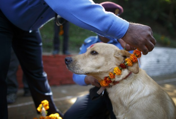 Cani celebrati festa sacra Nepal