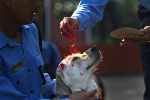 Cani festa sacra Nepal