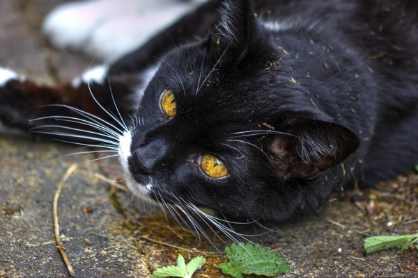 5 indizi animo selvaggio gatto