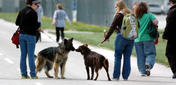 12 consigli evitare lotte cani