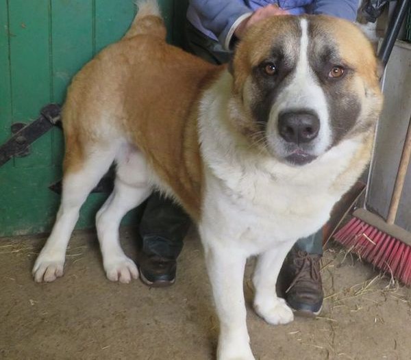 Il cucciolo più grande del mondo cerca casa