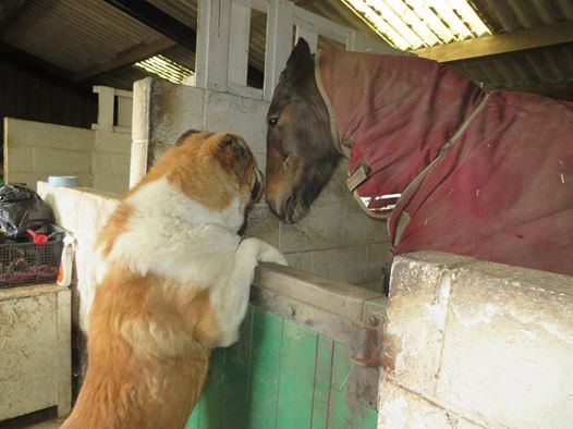 Cucciolo più grande mondo cerca casa