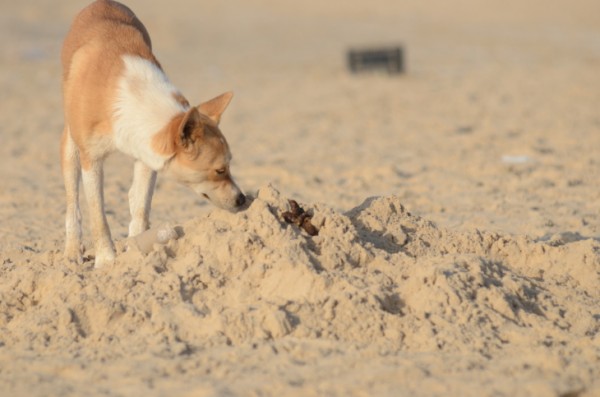 perché cane mangia sue feci