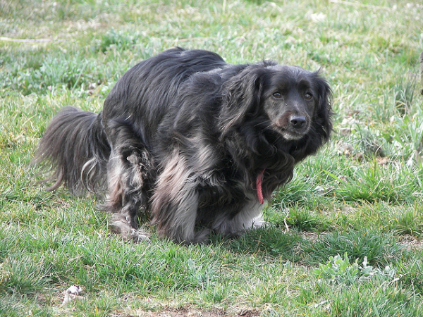 8 strani comportamenti del cane