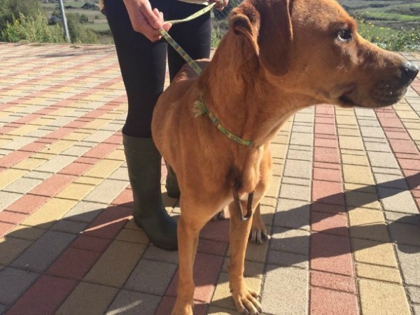 cane con anello petto