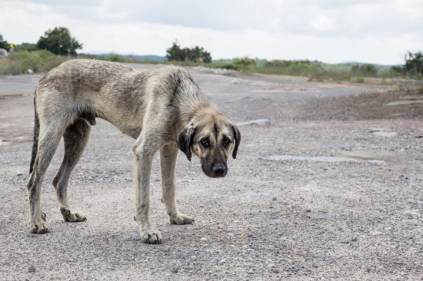 Strage di cani in Cina