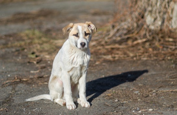 randagi, sciacca, maltrattamenti , cani, abbandono, adottare cane e lasciarlo solo