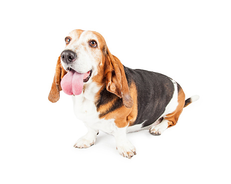 Bassethound problemi salute comuni