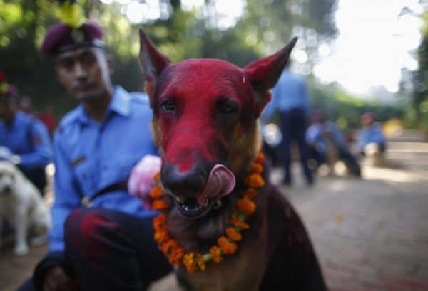 Cani celebrati festa sacra Nepal