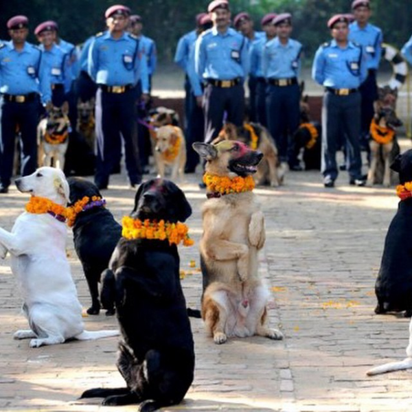 Cani celebrati festa sacra Nepal