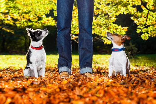 Tassa sui cani, icubo o realtà?