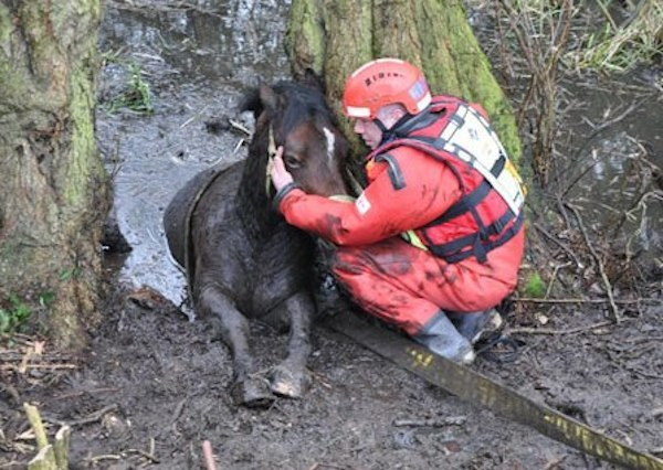 10 animali salvati dai vigili del fuoco