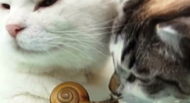 gatti e lumaca