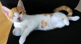 10 cani e gatti di vero cuore