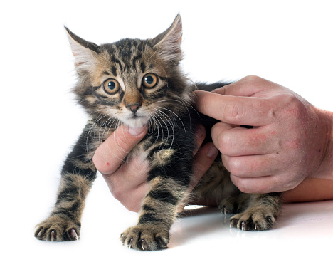 vaccino trivalente gatto domestico, ogni quando