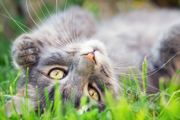 a che età castrare gatto 