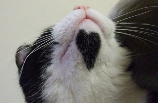 10 cani e gatti di vero cuore