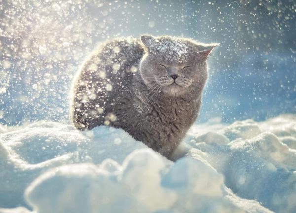 gatto felice nella neve