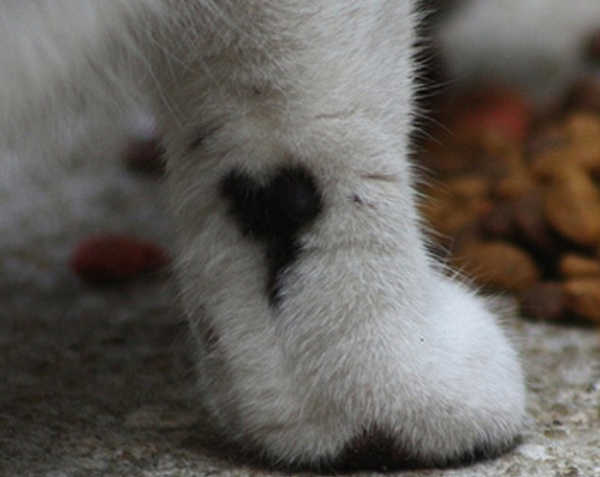 10 cani e gatti di vero cuore