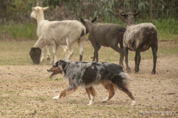 American Miniature Shepherd