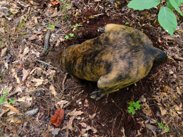 Bo che scava nel bosco