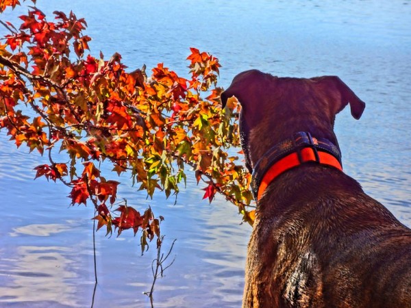 Bo guarda il lago autunnale