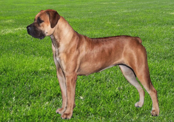 Boerboel