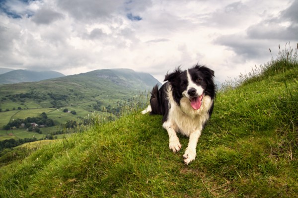 10 razze di cani più intelligenti